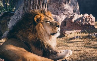 Act with Integrity – Life Principal Number 6